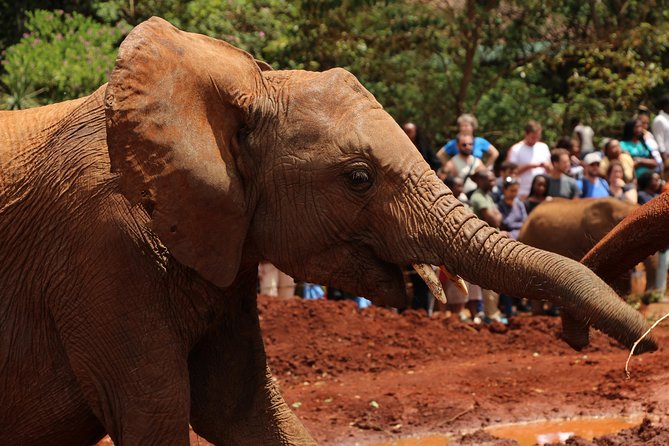 Nairobi National Park Private Safari - What the $200 price really covers