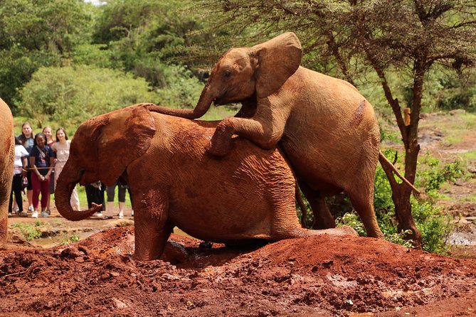 Nairobi National Park Private Safari - The guide can make or break the day