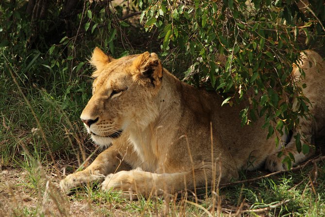 Nairobi National Park Private Safari - Timing, pickup, and the shape of the day