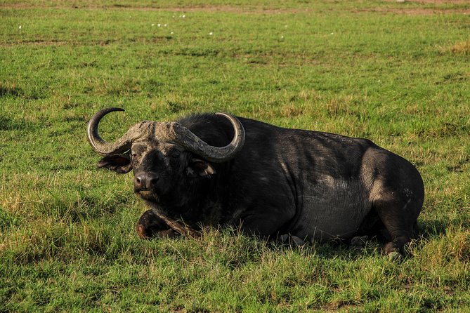 Nairobi National Park Private Safari - Booking advice and cancellation terms
