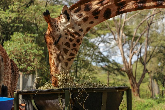 Nairobi National Park Private Safari - The four-hour game drive: what to expect
