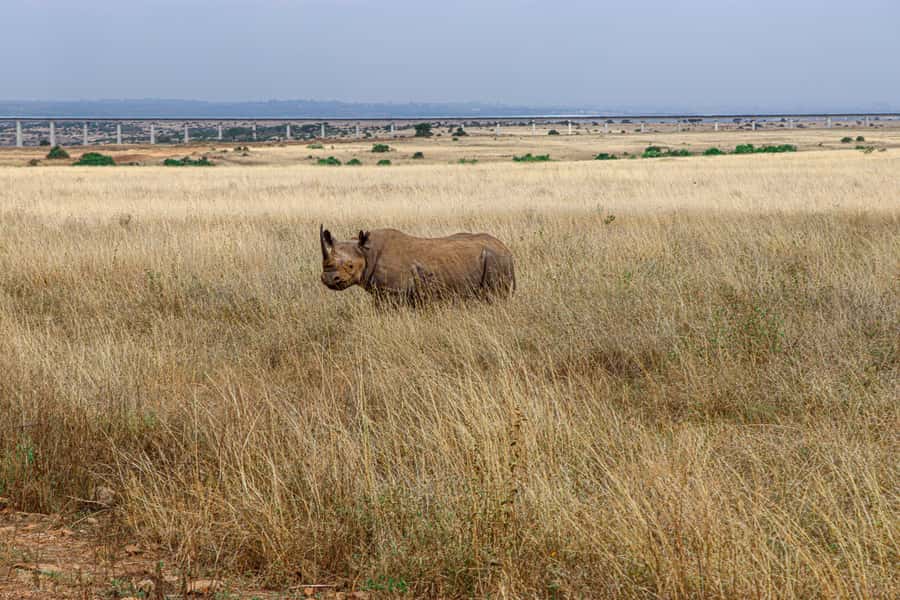 Nairobi: National Park Private Tour in 4X4 Jeep - Who will enjoy this Nairobi safari most?