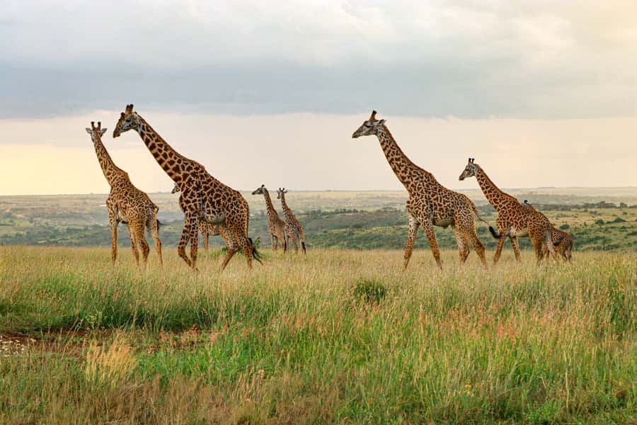Nairobi: National Park Private Tour in 4X4 Jeep - Why Nairobi National Park makes a smart half-day safari