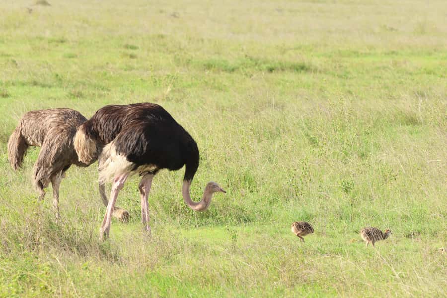 Nairobi: National Park Private Tour in 4X4 Jeep - Five hours among lions, rhinos, giraffes, and birds