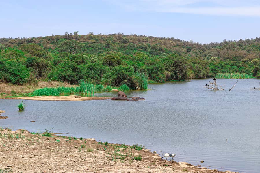 Nairobi: National Park Private Tour in 4X4 Jeep - The Landcruiser makes a real difference