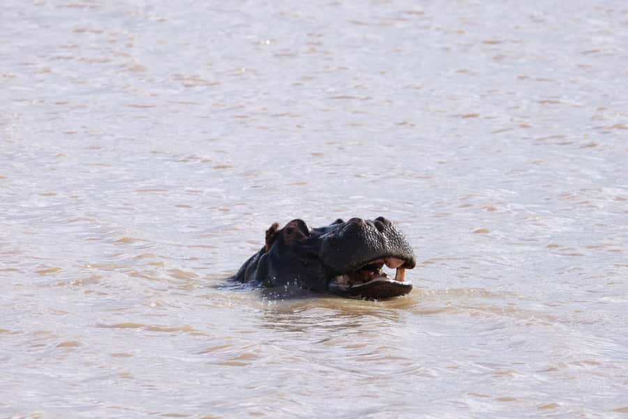 Nairobi: National Park Private Tour in 4X4 Jeep - What the optional Giraffe Centre adds