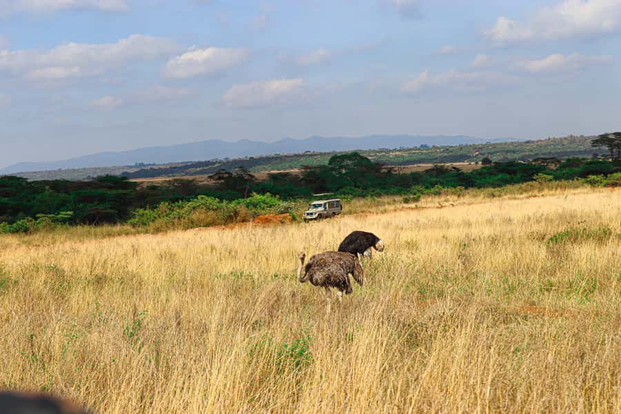 Nairobi: National Park Private Tour in 4X4 Jeep - Practical details that affect your morning