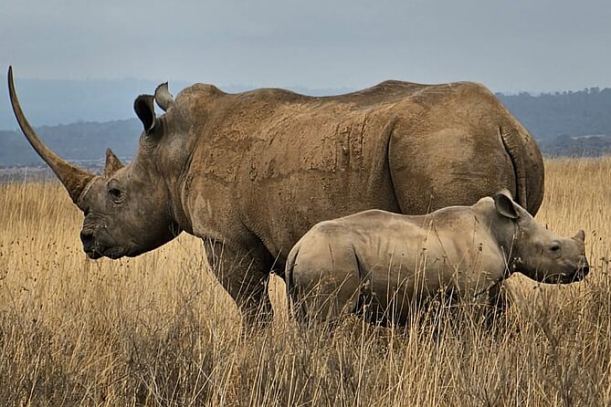 Nairobi National Park Private Tour (Morning/Afternoon Options) - Lions, Buffalo, and the Possibility of a Leopard