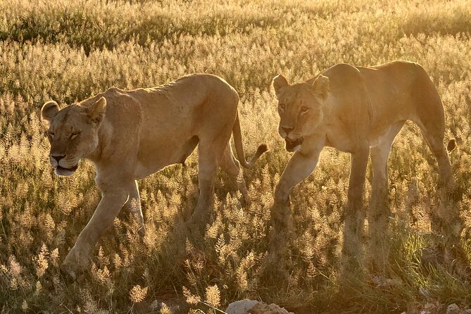 Nairobi National Park Private Tour (Morning/Afternoon Options) - What the Morning and Afternoon Options Mean