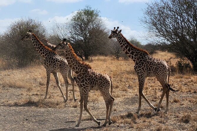 Nairobi National Park Private Tour (Morning/Afternoon Options) - Is $88 a Fair Price?