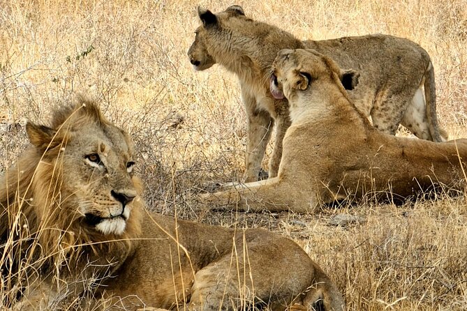Nairobi National Park Private Tour (Morning/Afternoon Options) - What to Bring for the Drive