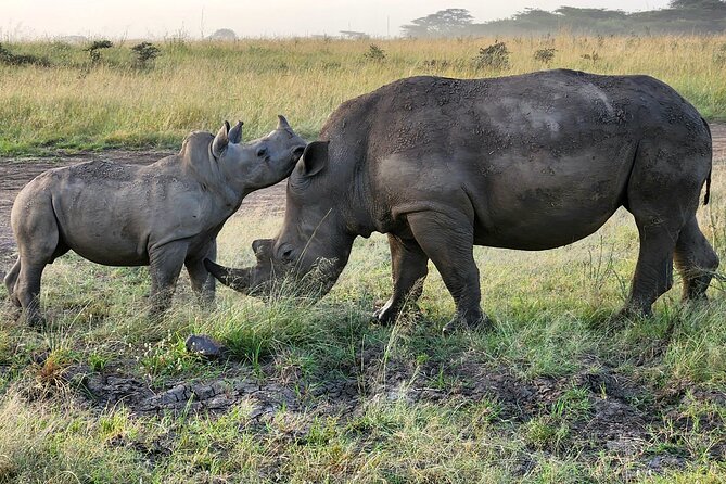 Nairobi National Park Private Tour (Morning/Afternoon Options) - Looking for Black and White Rhinos
