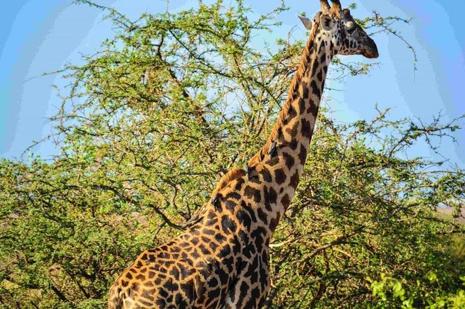 Nairobi National Park Safari - Why Nairobi National Park is such an unusual safari setting