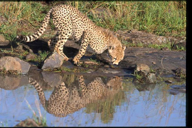 Nairobi National Park Safari - Private transportation and the value of a small group