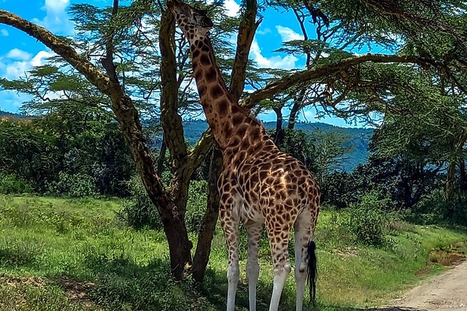 Nairobi National Park Safari With a Visit to Giraffe Center. - Nairobi National Park: the main wildlife morning