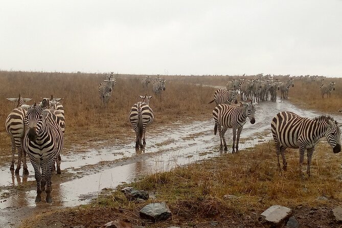 Nairobi National Park Safari With a Visit to Giraffe Center. - The coffee stop between wildlife visits