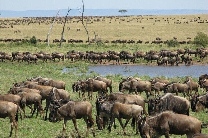Nairobi National Park Safari With a Visit to Giraffe Center. - Booking, timing, and cancellation details