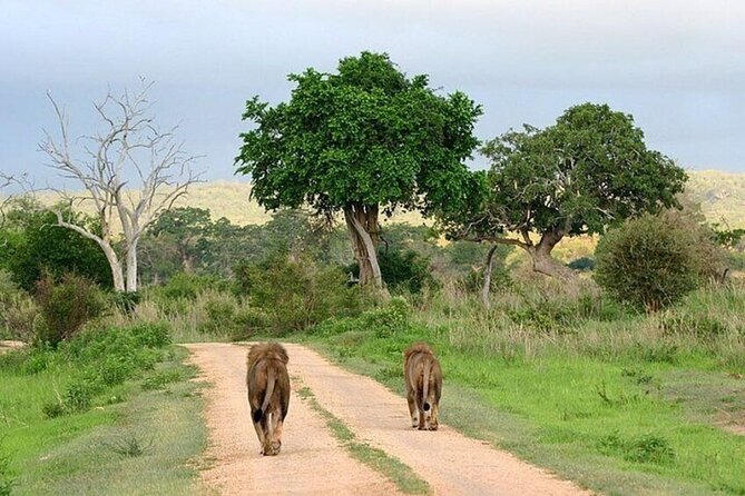 Nairobi National Park Safari With a Visit to Giraffe Center. - The 6 a.m. pickup and ride into the park
