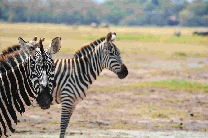 Nairobi National Park Safari - Morning safari timing from 7:00 a.m. to 1:00 p.m.