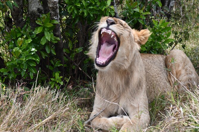 Nairobi National Park Shared Tour - Why Nairobi National Park works so well for a short safari