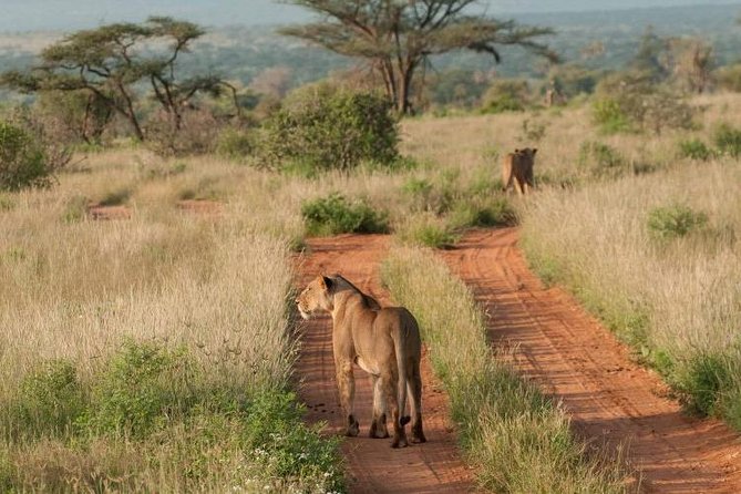 Nairobi National Park, Sheldrick Elephant, Giraffe Centre Tour - Transport, group size, and the long day