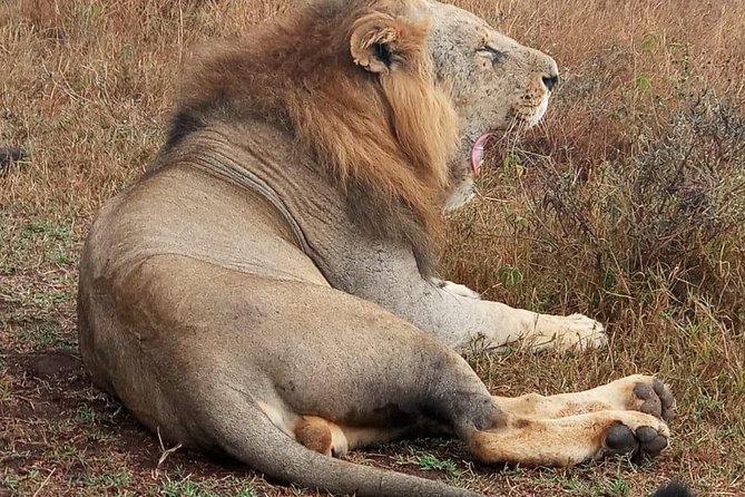 Nairobi National Park, Sheldrick Elephant, Giraffe Centre Tour - The guides are the tour’s strongest asset