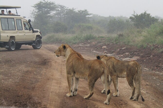 Nairobi National Park Sheldrick & Giraffe Centre Day Trip - A city safari with a useful mix of stops