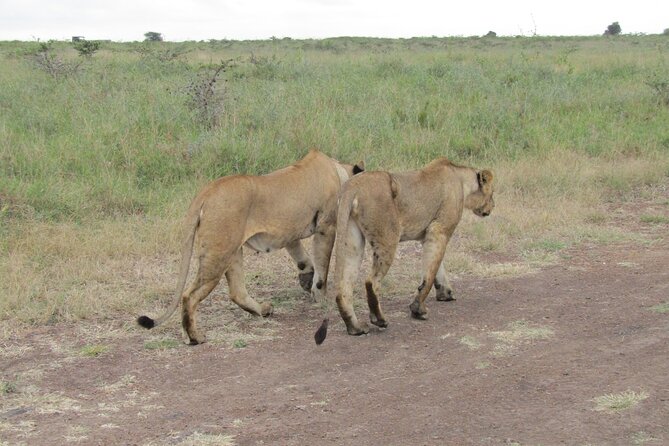 Nairobi National Park Sheldrick & Giraffe Centre Day Trip - Nairobi National Park: rhinos, lions, and city views