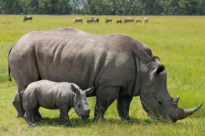 Nairobi National park sun rise game drive with pickup & drop-off - Crocodiles, hyenas, and the morning wildlife search
