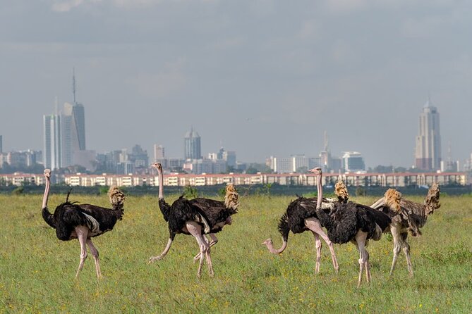 Nairobi National park sun rise game drive with pickup & drop-off - Leaving the park around 10:30 am