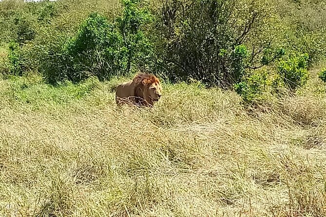 Nairobi National park sun rise game drive with pickup & drop-off - The vehicle and guide can shape the morning