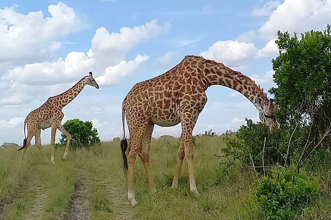 Nairobi National park sun rise game drive with pickup & drop-off - The 6:00 am pickup and ride to the gate