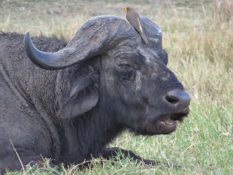 Nairobi national park: Sunrise and Sunset Tours - Pickup in Nairobi and the 30-minute transfer