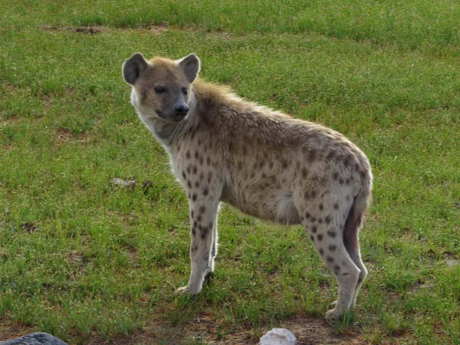Nairobi national park: Sunrise and Sunset Tours - Coffee, tea, and souvenirs after the drive