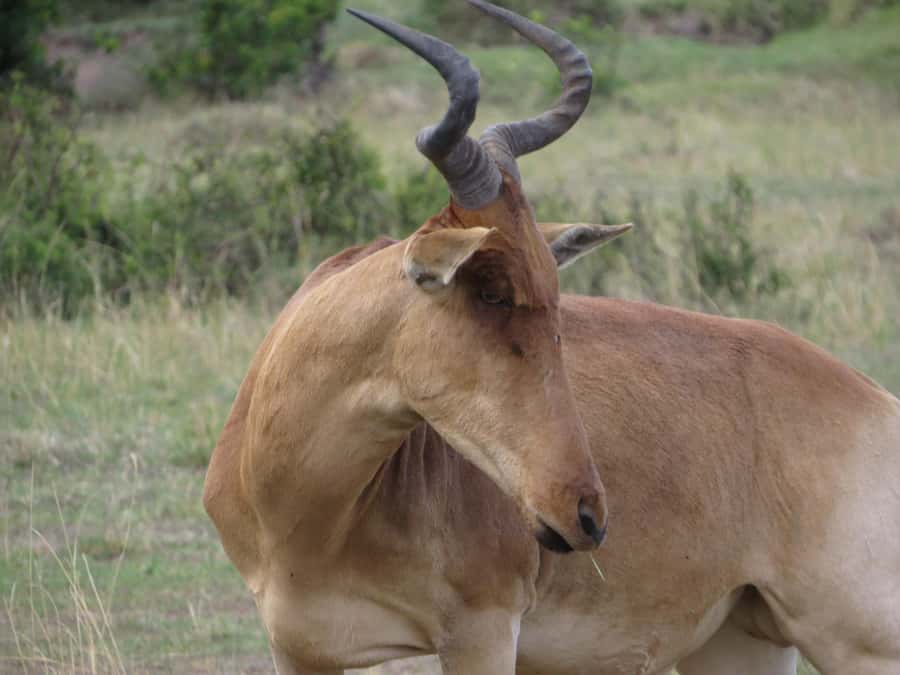 Nairobi national park: Sunrise and Sunset Tours - Choosing sunrise or sunset
