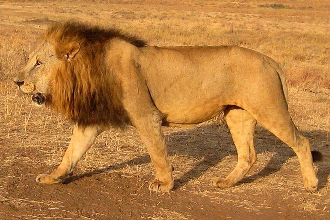 Nairobi National Park Tour - Why Nairobi National Park Works So Well
