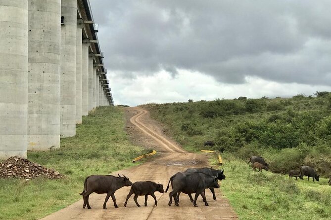 Nairobi National Park Tour - Vehicle Quality Can Change the Experience
