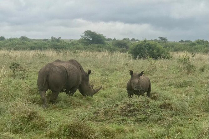 Nairobi National Park Tour - Who Should Book This Nairobi Safari