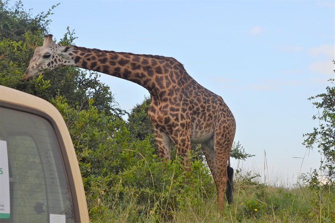 Nairobi National park - The 8:00 am start at City Market