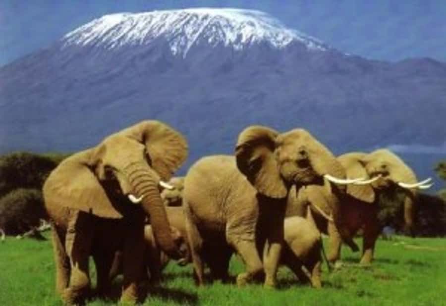 Nairobi: Overnight Safari Trip to Amboseli National Park - Key points before you book