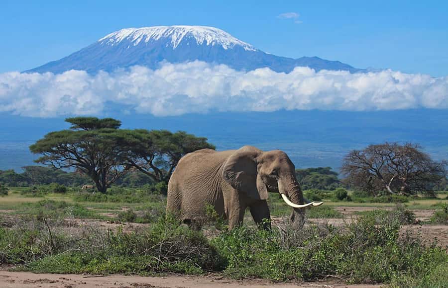 Nairobi: Overnight Safari Trip to Amboseli National Park - Why a two-day Amboseli safari works