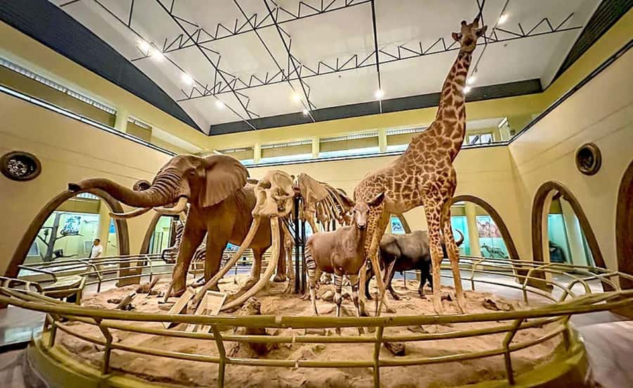 Nairobi Park, Giraffe & Elephant Orphanage with Museum Visit - What the elephant orphanage adds