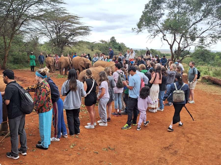 Nairobi Park, Giraffe & Elephant Orphanage with Museum Visit - Feeding Rothschild giraffes at the Giraffe Centre
