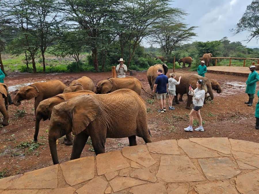 Nairobi Park, Giraffe & Elephant Orphanage with Museum Visit - Finishing at Museum of Illusions Nairobi