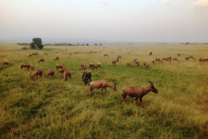 Nairobi park, steamark birds, Girraffe center & bomas - What the $55 price really buys