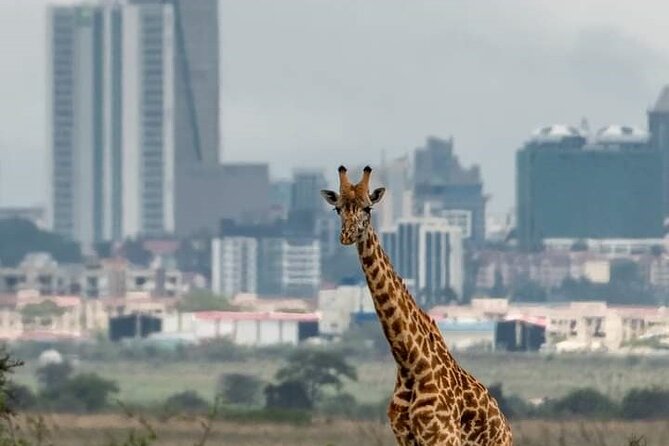 Nairobi Park Wildlife Safari - The 6:00 am pickup and the first hours in the park