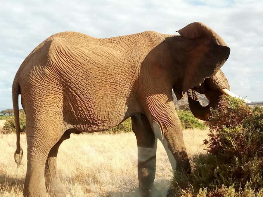 Nairobi: Private Elephant Orphanage Tour - Meeting rescued elephants at 10:45 AM