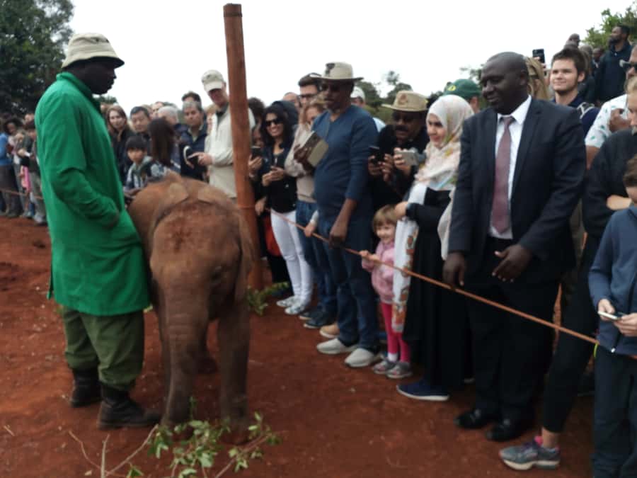 Nairobi: Private Elephant Orphanage Tour - A private vehicle, but not necessarily a private elephant session