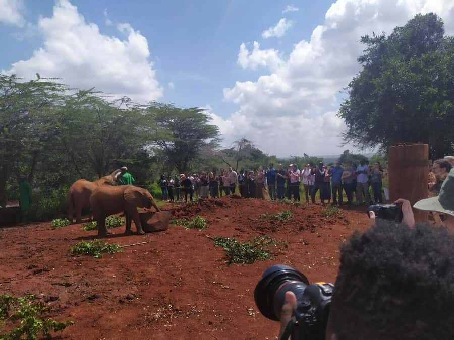 Nairobi: Private Elephant Orphanage Tour - The Nairobi National Park fee is the big price issue