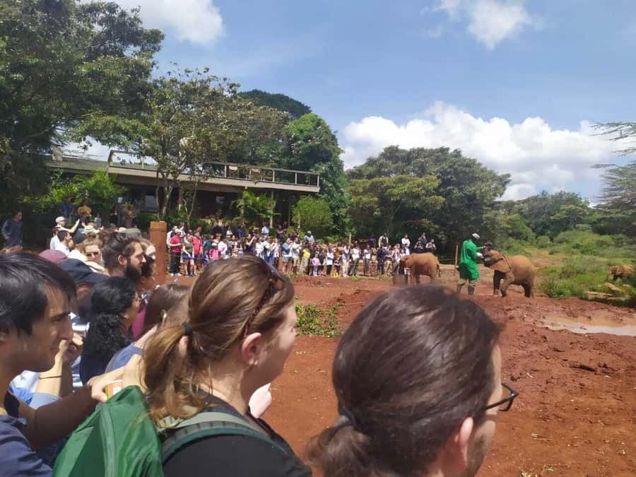Nairobi: Private Elephant Orphanage Tour - Lunch is optional and paid separately